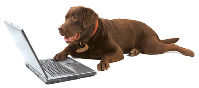 hond achter computer