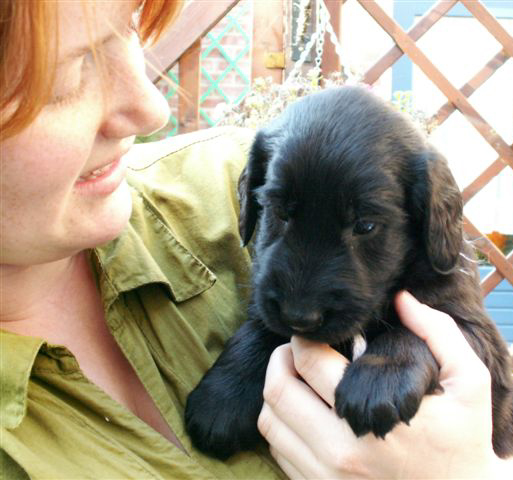 liefde voor honden